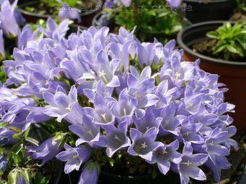 Campanula Chamissonis