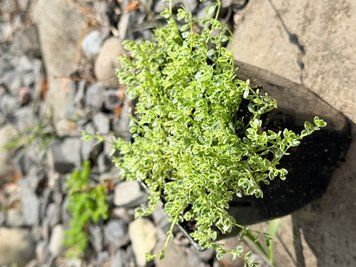 Thymus praecox&nbsp;'Highland Cream'