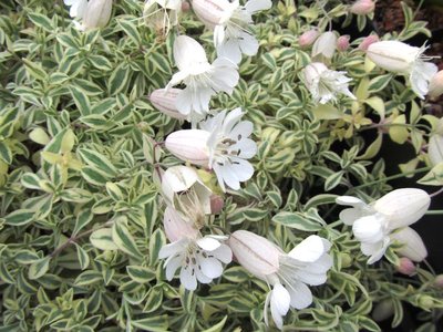 Silene uniflora 'Druett's Variegated'