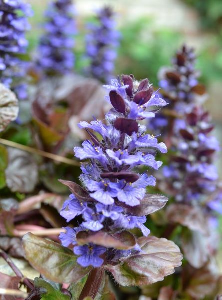 Ajuga reptans 'Atropurpurea'