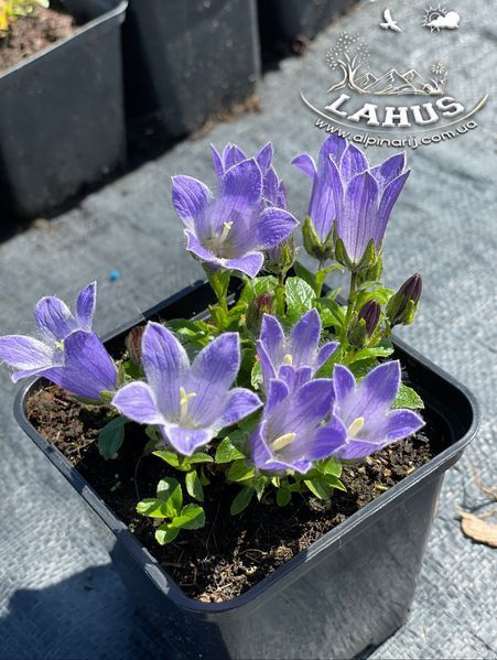 Campanula Chamissonis