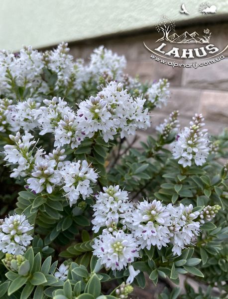 Hebe 'Pinguifolia'