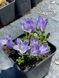 Campanula Chamissonis