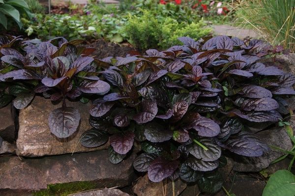 Ajuga reptans 'Atropurpurea'