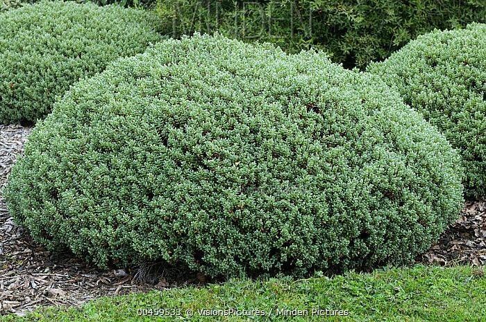 Hebe 'Pinguifolia'