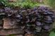 Ajuga reptans 'Atropurpurea'