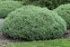 Hebe 'Pinguifolia'