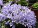 Campanula Chamissonis
