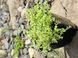 Thymus praecox&nbsp;'Highland Cream'