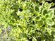 Thymus praecox&nbsp;'Highland Cream'
