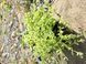 Thymus praecox&nbsp;'Highland Cream'