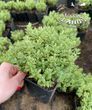 Hebe 'Pinguifolia'