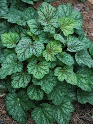 Heuchera 'Green Spice'