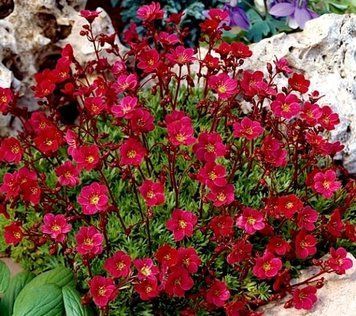 Saxifraga arendsii "Purple Robe"