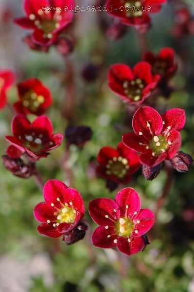 Saxifraga arendsii "Purple Robe"