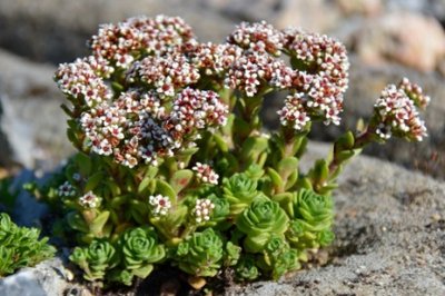 Crassula Milfordiae