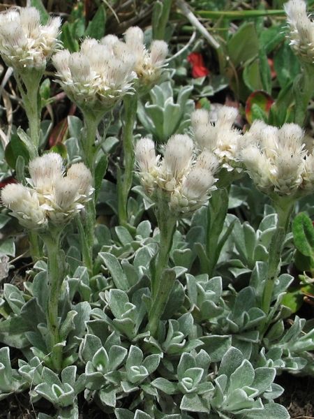 Antennaria Alpina