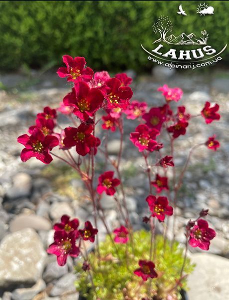 Saxifraga arendsii "Purple Robe"