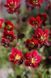 Saxifraga arendsii "Purple Robe"