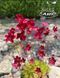 Saxifraga arendsii "Purple Robe"
