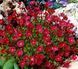 Saxifraga arendsii "Purple Robe"
