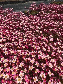 Saxifraga arendsii "Pixie"