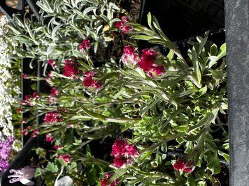 Antennaria Alpinum Red