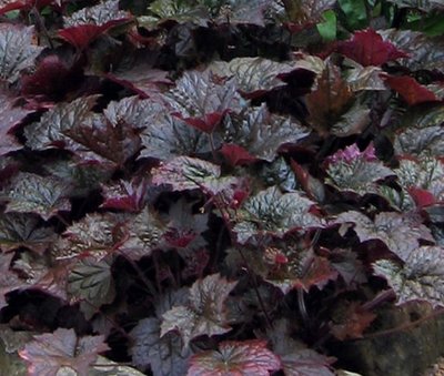 Heuchera 'Palace Purple'