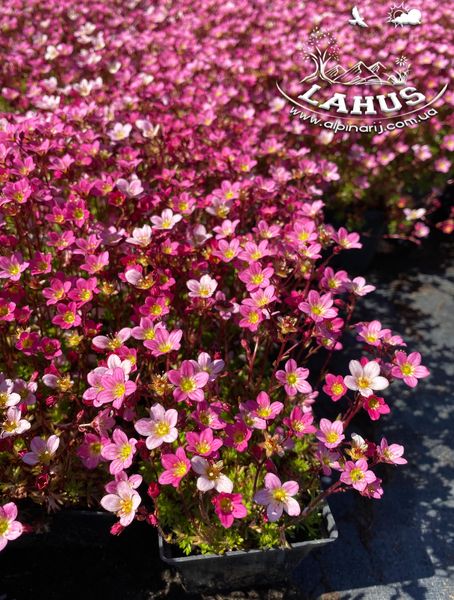 Saxifraga arendsii "Pixie"