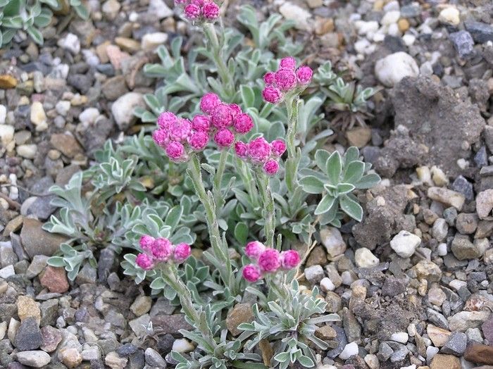 Antennaria Alpinum Red