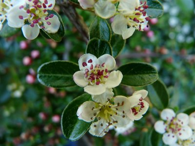 Cotoneaster dammeri var.radicans