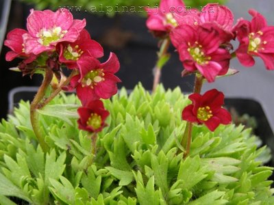 Saxifraga arendsii 'Harder Zwerg'