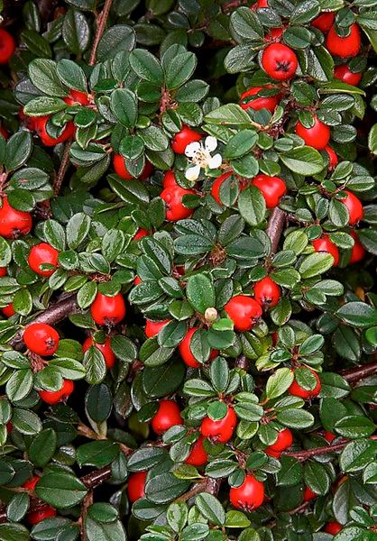 Cotoneaster dammeri var.radicans