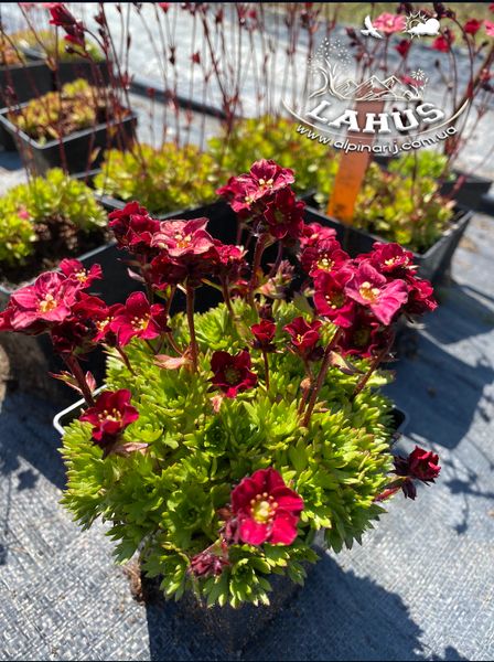 Saxifraga arendsii 'Harder Zwerg'