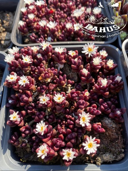 Delosperma Alpinum