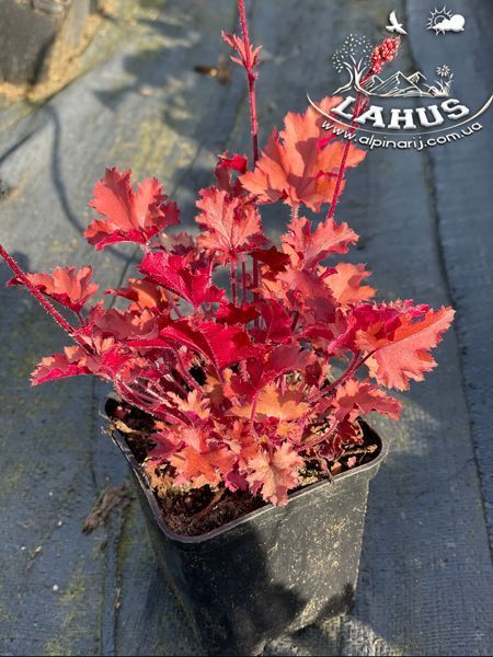 Heuchera 'Peach Crisp'