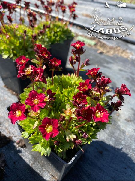 Saxifraga arendsii 'Harder Zwerg'