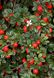 Cotoneaster dammeri var.radicans