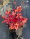 Heuchera 'Peach Crisp'