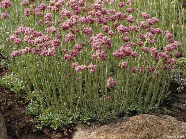 Antennaria dioica "Roy Davidson"