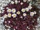 Delosperma Alpinum