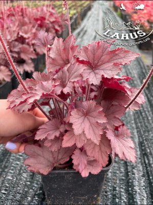 Heucherella  'Plum Cascade'