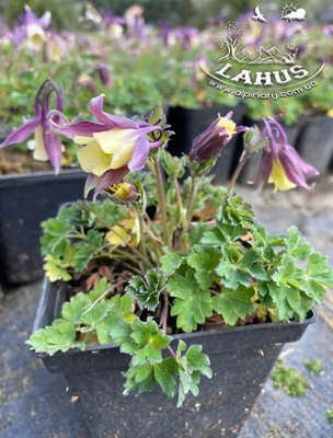 Aquilegia flabellata 'Blackcurrant Ice'