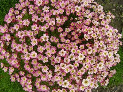 Saxifraga arendsii 'Juvel'