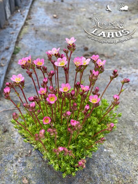 Saxifraga arendsii 'Juvel'