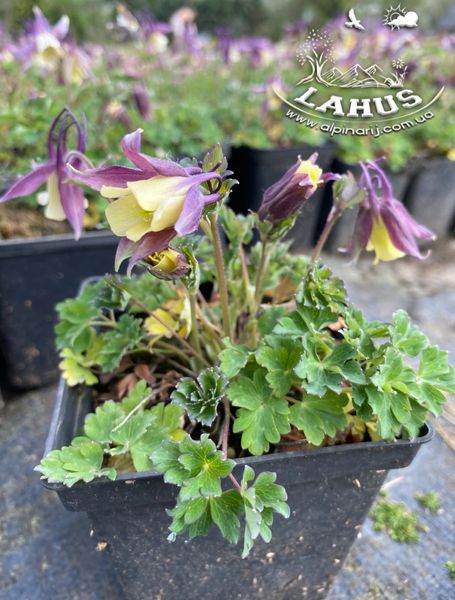 Aquilegia flabellata 'Blackcurrant Ice'