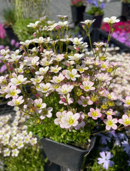 Saxifraga arendsii 'Juvel'