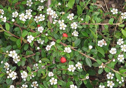 Cotoneaster Queen Carpet