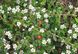 Cotoneaster Queen Carpet