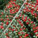 Cotoneaster Queen Carpet